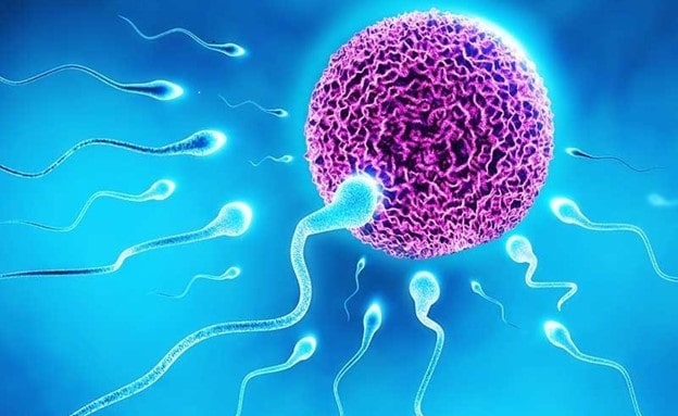 تاثیر آواکادو بر اسپرم و سطح تستوسترون